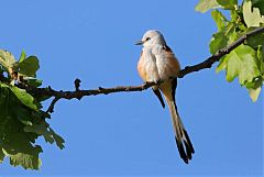 Scissor-tailed Flycatcher